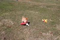 Euro, a male Shiba Inu for sale in New Bloomfield, PA – Photo 6 of 8