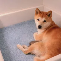 Euro, a male Shiba Inu for sale in New Bloomfield, PA – Photo 8 of 8