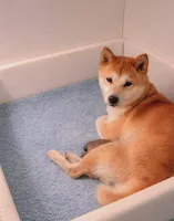 Peso, a male Shiba Inu for sale in New Bloomfield, PA – Photo 8 of 9