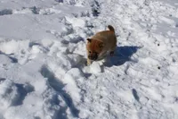 Peso, a male Shiba Inu for sale in New Bloomfield, PA – Photo 3 of 9