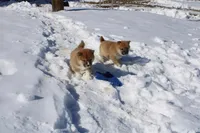 Peso, a male Shiba Inu for sale in New Bloomfield, PA – Photo 5 of 9