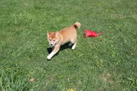 Euro, a male Shiba Inu for sale in New Bloomfield, PA – 6 of 9
