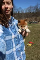 Euro, a male Shiba Inu for sale in New Bloomfield, PA – Photo 2 of 8