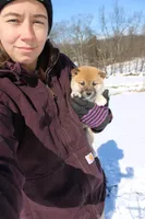 Peso, a male Shiba Inu for sale in New Bloomfield, PA – Photo 7 of 9