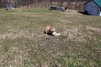 Euro, a male Shiba Inu for sale in New Bloomfield, PA – Photo 3 of 8