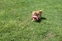 Euro, a male Shiba Inu for sale in New Bloomfield, PA – 3 of 9