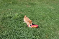 Euro, a male Shiba Inu for sale in New Bloomfield, PA – 4 of 9