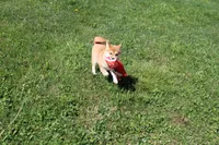 Euro, a male Shiba Inu for sale in New Bloomfield, PA – 2 of 9