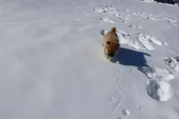 Peso, a male Shiba Inu for sale in New Bloomfield, PA – Photo 2 of 9
