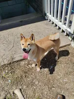 Peso, a male Shiba Inu for sale in New Bloomfield, PA – Photo 9 of 9