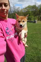 Euro, a male Shiba Inu for sale in New Bloomfield, PA – 5 of 9
