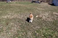 Euro, a male Shiba Inu for sale in New Bloomfield, PA – Photo 4 of 8