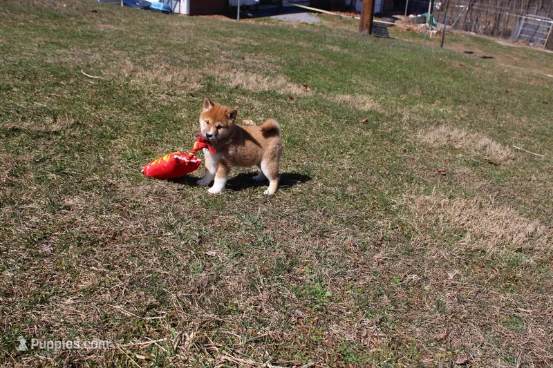 Euro – Shiba Inu puppy for sale in New Bloomfield, PA