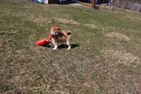 Euro, a male Shiba Inu for sale in New Bloomfield, PA – Photo 1 of 8