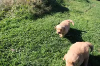 AKC Hamburger , a male Golden Retriever for sale in New Bloomfield, PA – 4 of 10