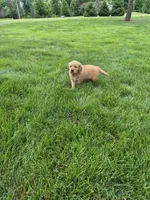 AKC Bob, a male Golden Retriever for sale in New Bloomfield, PA – 2 of 8