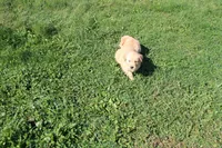 AKC Powerpuff, a female Golden Retriever for sale in New Bloomfield, PA – 7 of 9