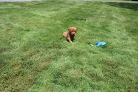 AKC Helen , a female Golden Retriever for sale in New Bloomfield, PA – 4 of 9
