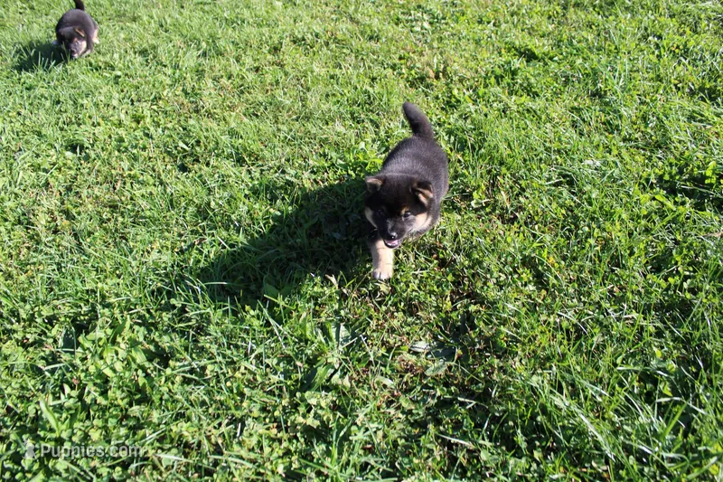 AKC Macchiato  – Shiba Inu puppy for sale in New Bloomfield, PA