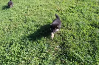 AKC Macchiato , a male Shiba Inu for sale in New Bloomfield, PA – 1 of 9