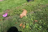 AKC Bonnie, a female Golden Retriever for sale in New Bloomfield, PA – 6 of 10