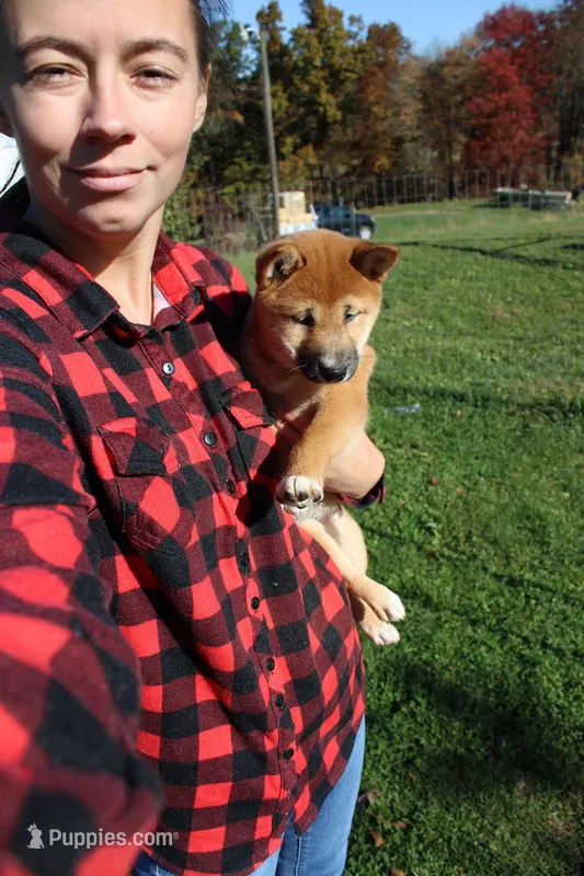 AKC Charmander – Shiba Inu puppy for sale in New Bloomfield, PA
