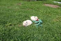 Cheesecake , a female Shiba Inu for sale in New Bloomfield, PA – 2 of 8