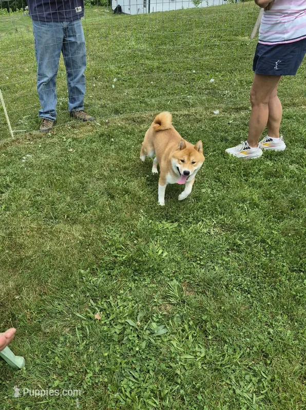 AKC Sphinx  – Shiba Inu puppy for sale in New Bloomfield, PA