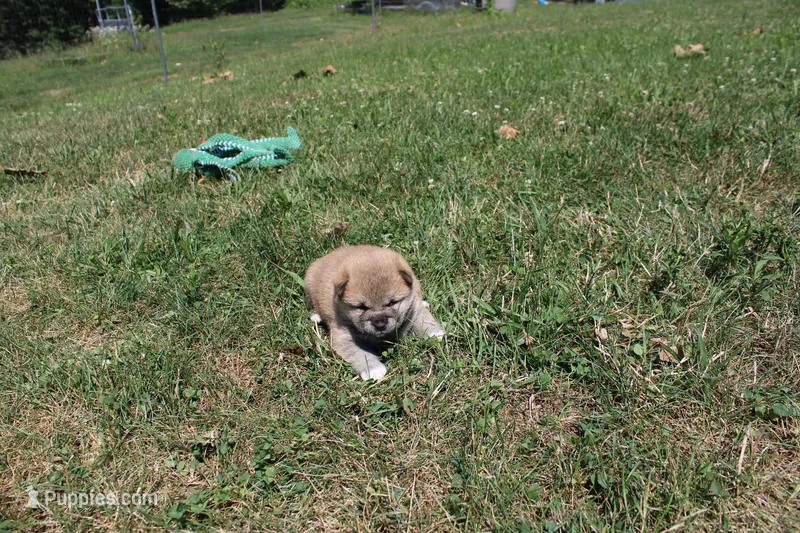 AKC Memory – Shiba Inu puppy for sale in New Bloomfield, PA