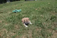 AKC Memory, a female Shiba Inu for sale in New Bloomfield, PA – 1 of 8