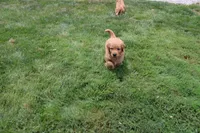 AKC Parr, a male Golden Retriever for sale in New Bloomfield, PA – 5 of 10