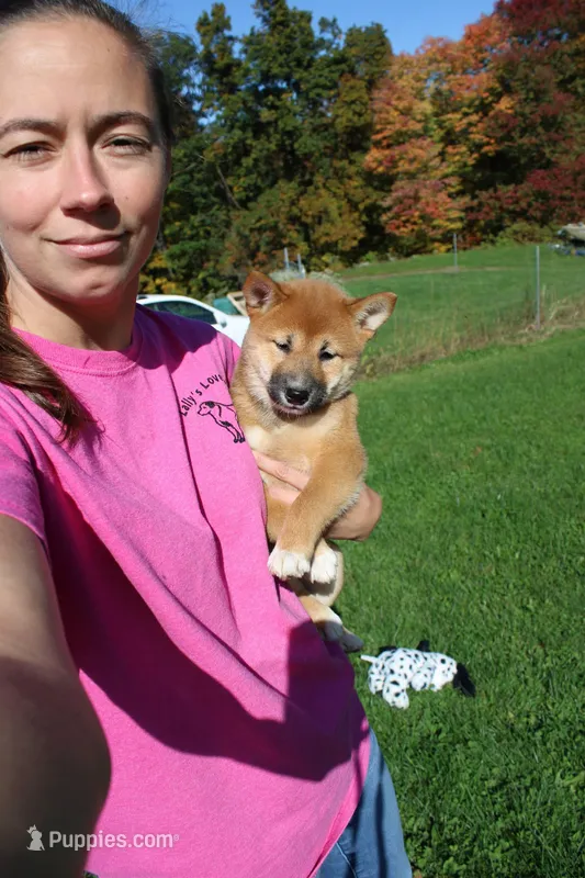 AKC Charmander – Shiba Inu puppy for sale in New Bloomfield, PA