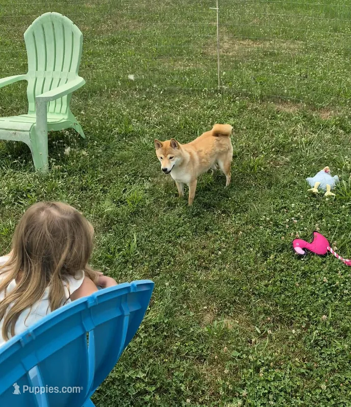 Kiwi – Shiba Inu puppy for sale in New Bloomfield, PA