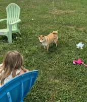Kiwi, a female Shiba Inu for sale in New Bloomfield, PA – 1 of 10
