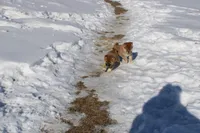 Fox, a female Shiba Inu for sale in New Bloomfield, PA – Photo 4 of 10