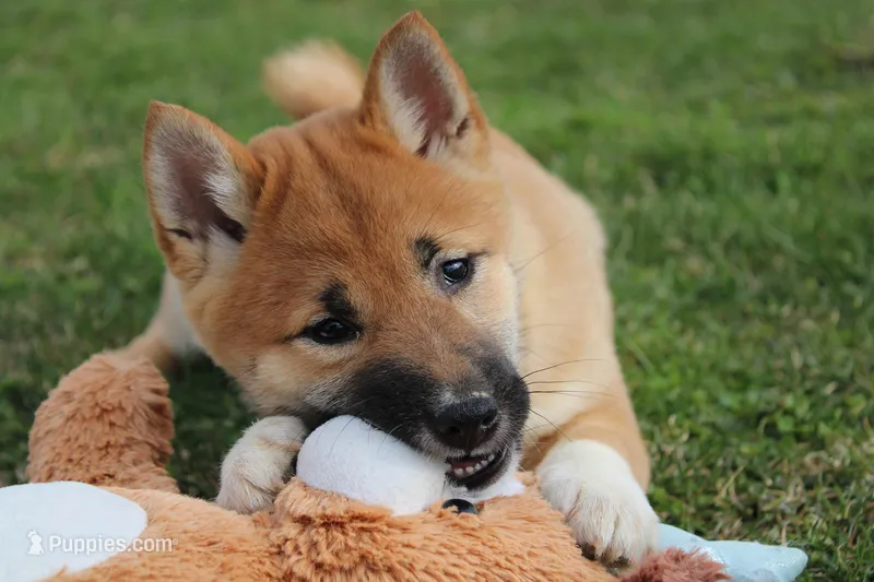Fox – Shiba Inu puppy for sale in New Bloomfield, PA