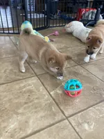 Fox, a female Shiba Inu for sale in New Bloomfield, PA – Photo 6 of 10