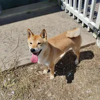 Fox, a female Shiba Inu for sale in New Bloomfield, PA – Photo 10 of 10