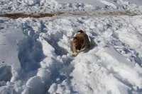 Fox, a female Shiba Inu for sale in New Bloomfield, PA – Photo 3 of 10