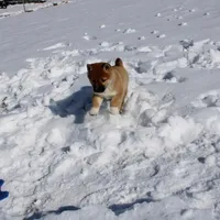 Fox, a female Shiba Inu for sale in New Bloomfield, PA – Photo 8 of 10