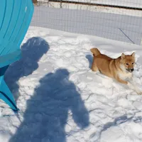 Fox, a female Shiba Inu for sale in New Bloomfield, PA – Photo 9 of 10