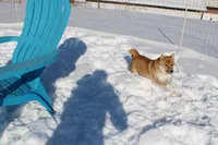 Fox, a female Shiba Inu for sale in New Bloomfield, PA – Photo 10 of 10