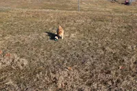 Fox, a female Shiba Inu for sale in New Bloomfield, PA – Photo 5 of 10