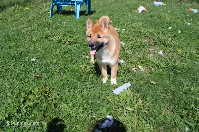 Fox – Shiba Inu puppy for sale in New Bloomfield, PA