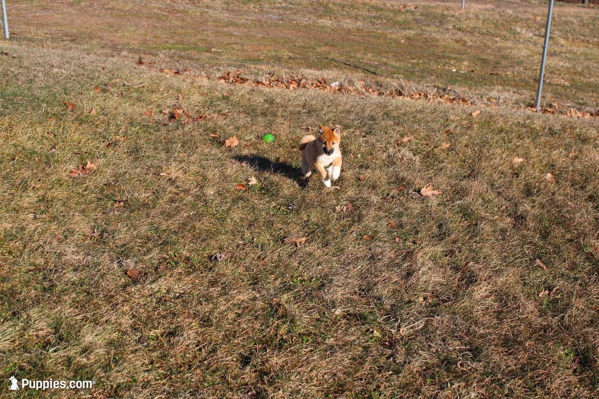 Fox – Shiba Inu puppy for sale in New Bloomfield, PA