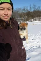 Fox, a female Shiba Inu for sale in New Bloomfield, PA – Photo 1 of 10