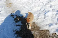 Fox, a female Shiba Inu for sale in New Bloomfield, PA – Photo 8 of 10