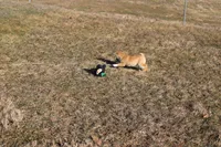 Fox, a female Shiba Inu for sale in New Bloomfield, PA – Photo 4 of 10