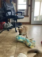 Fox, a female Shiba Inu for sale in New Bloomfield, PA – Photo 7 of 10