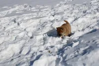 Fox, a female Shiba Inu for sale in New Bloomfield, PA – Photo 2 of 10